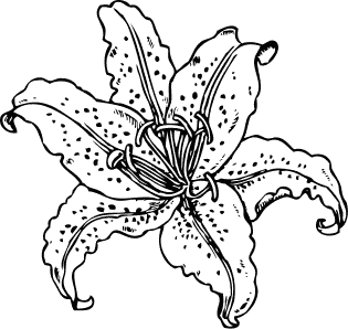 Free Lily Clipart - Public Domain Flower clip art, images and graphics