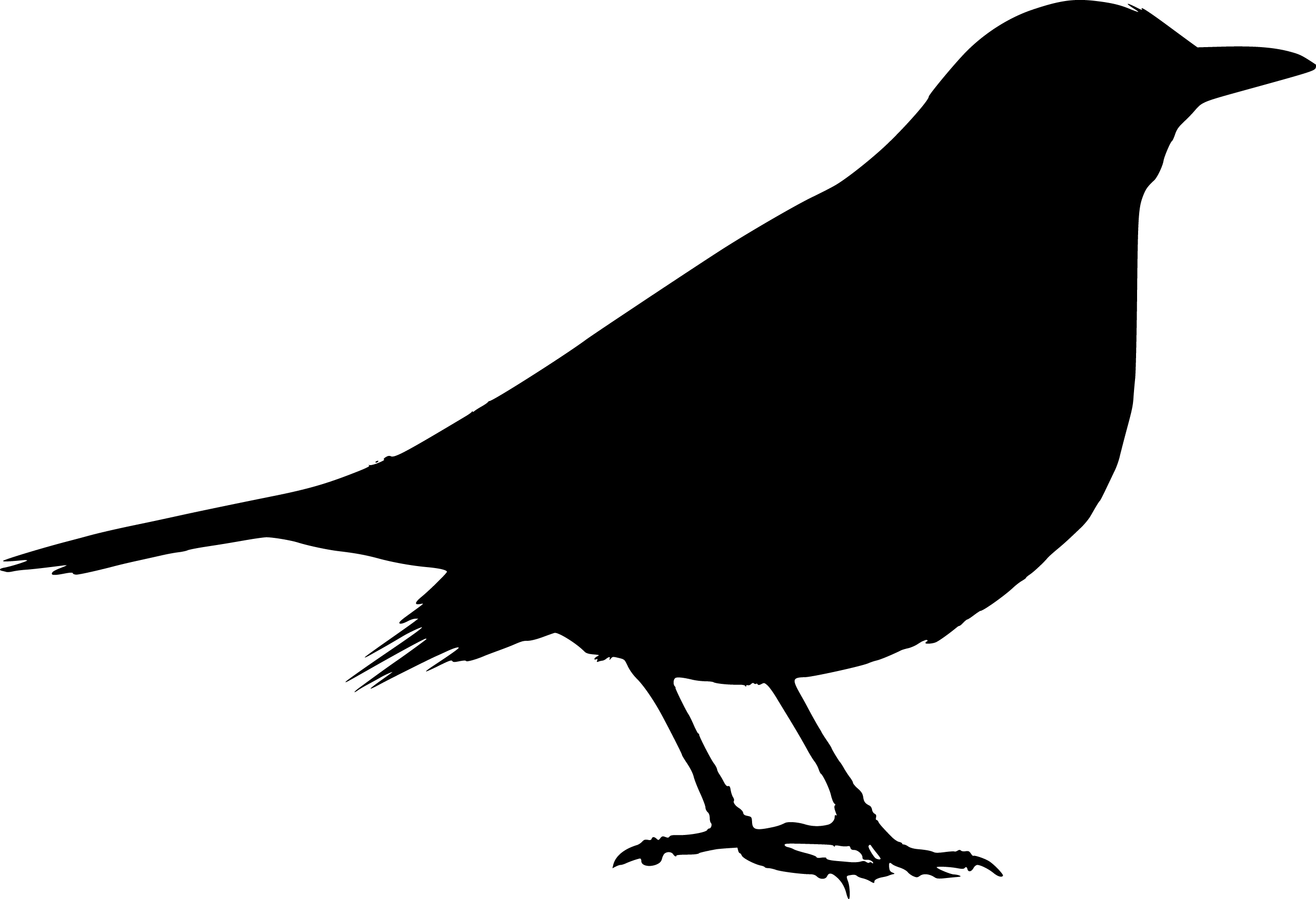 Black Bird Silhouette - ClipArt Best