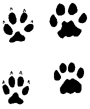 Lion Track - ClipArt Best