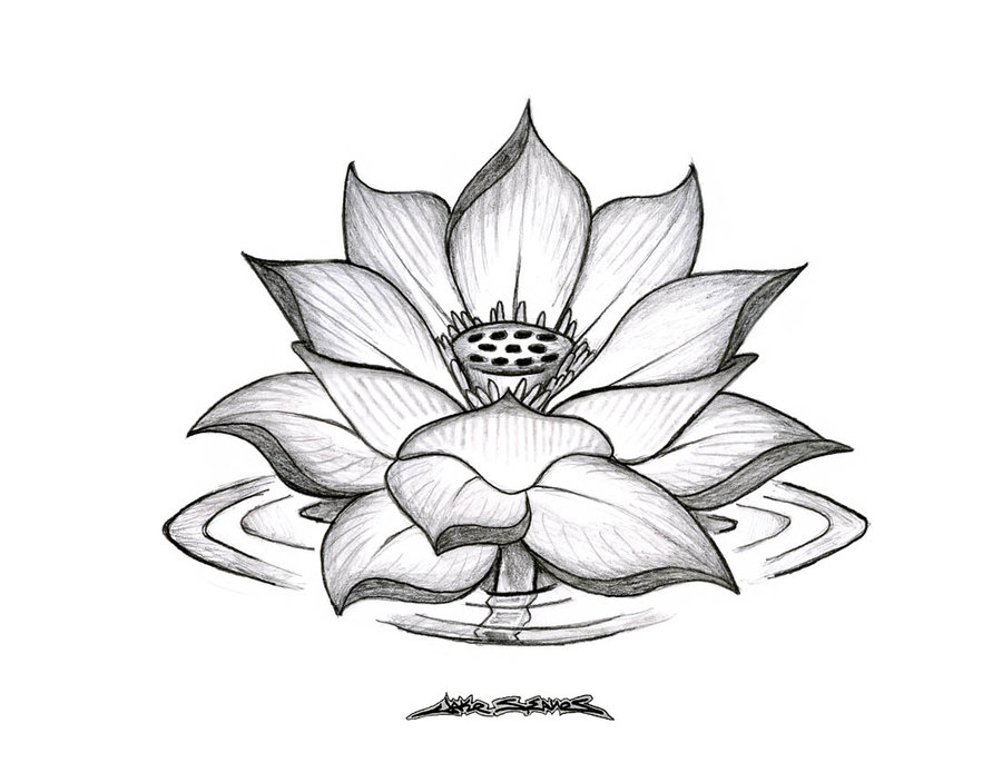 lotus drawing