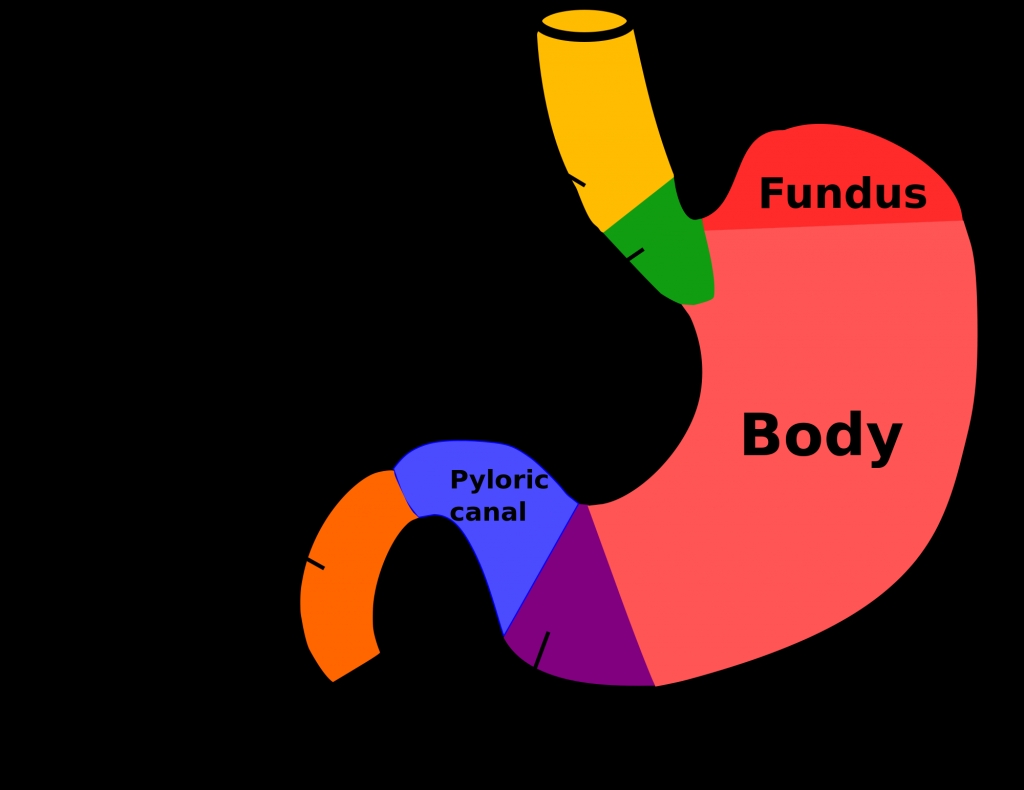 Stomach Anatomy Diagram Stomach Body Parts Label Human Anatomy ...