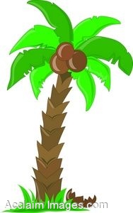 Palm tree coconut clipart - ClipartFox