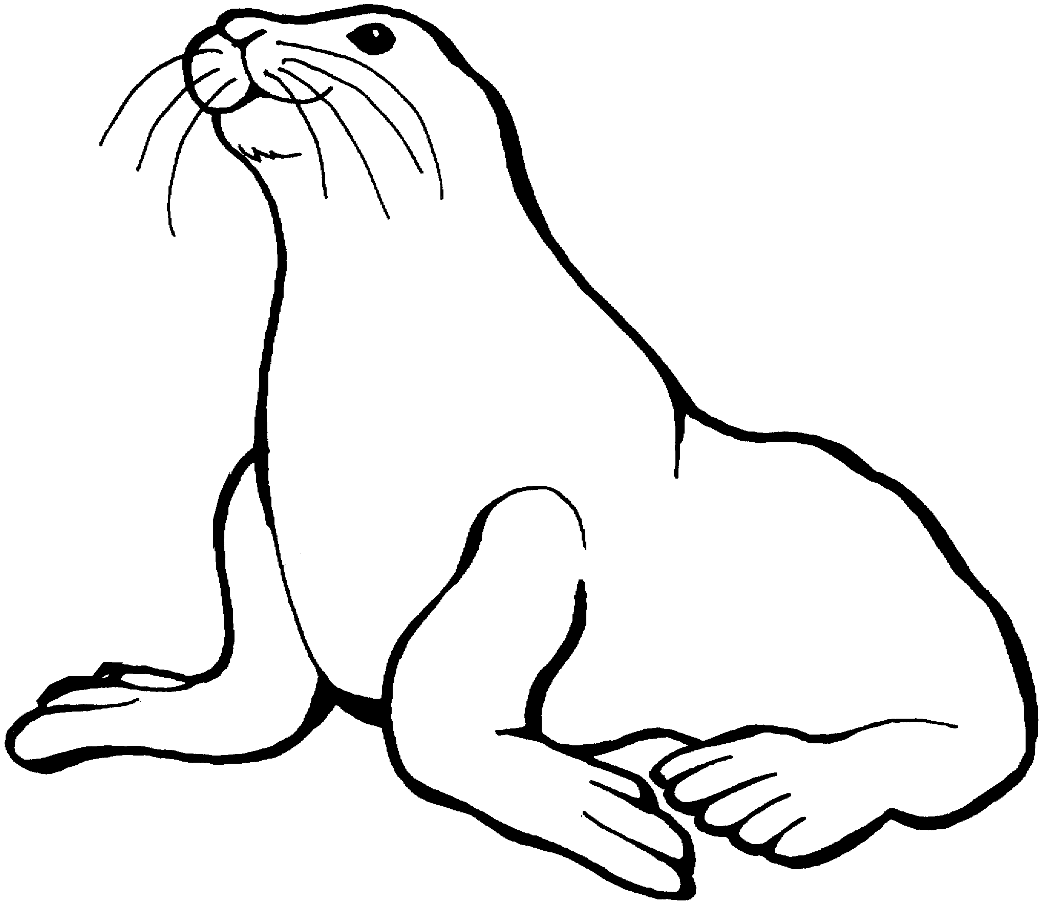 Sea lion clip art