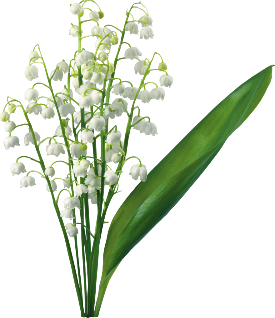 Transparent Lily Of The Valley
