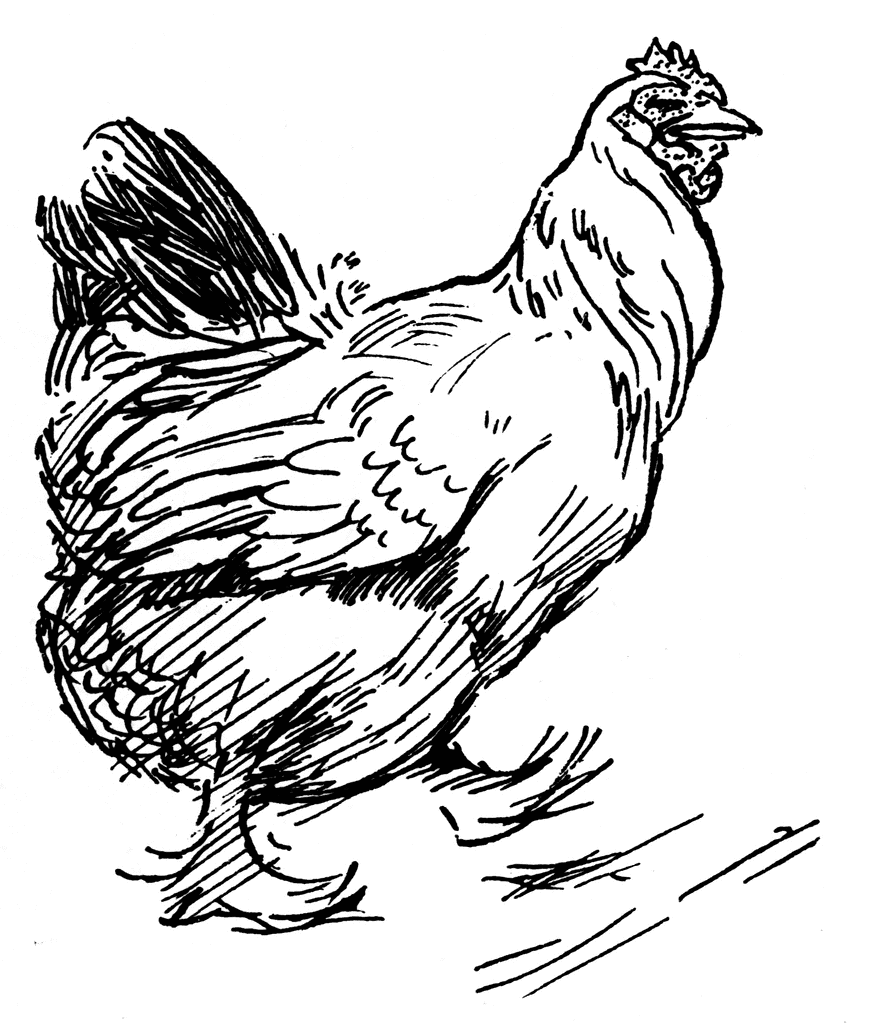 Chicken Line Drawing - ClipArt Best