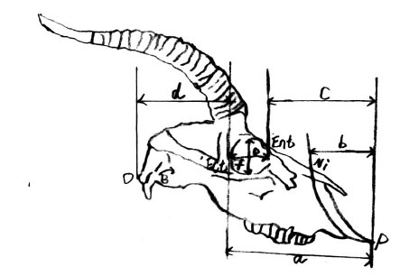 International Journal of Morphology - Estudios Craneométricos en ...