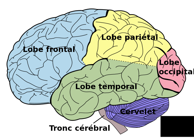 Brain diagram fr.svg