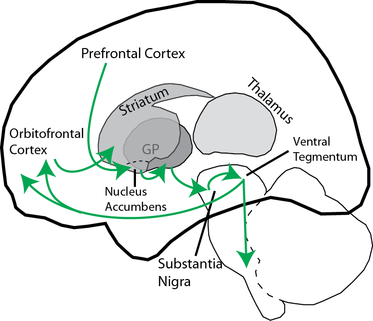 The Cognitive Axon: Zombie Brain: Flesh Addiction