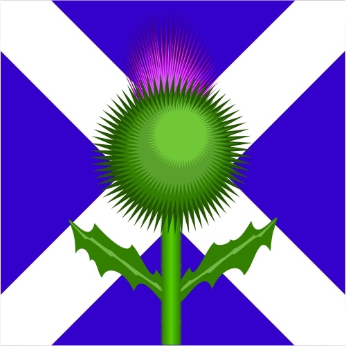 Scottish thistle free vector download (29 Free vector) for ...