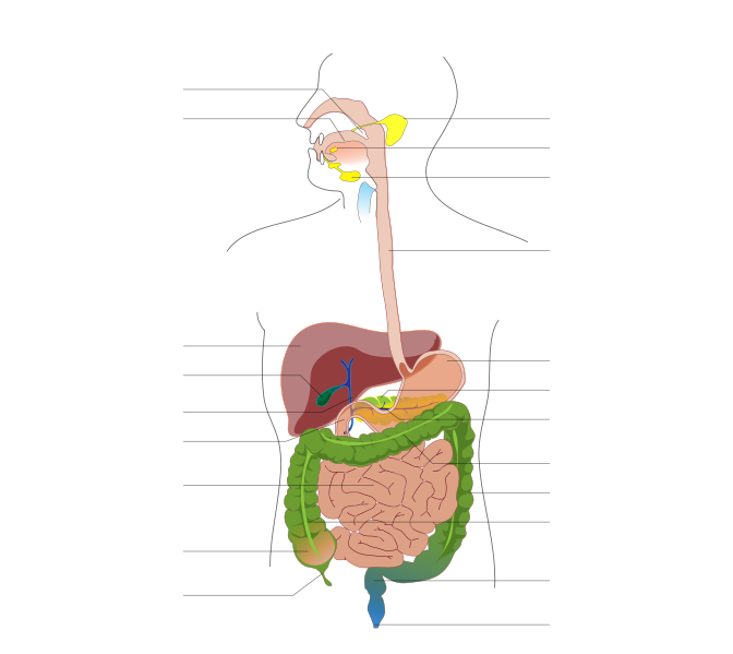 41+ Digestive System Diagram Clipart