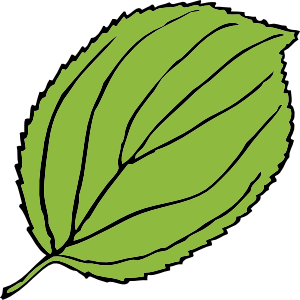 Jungle Leaves Clipart