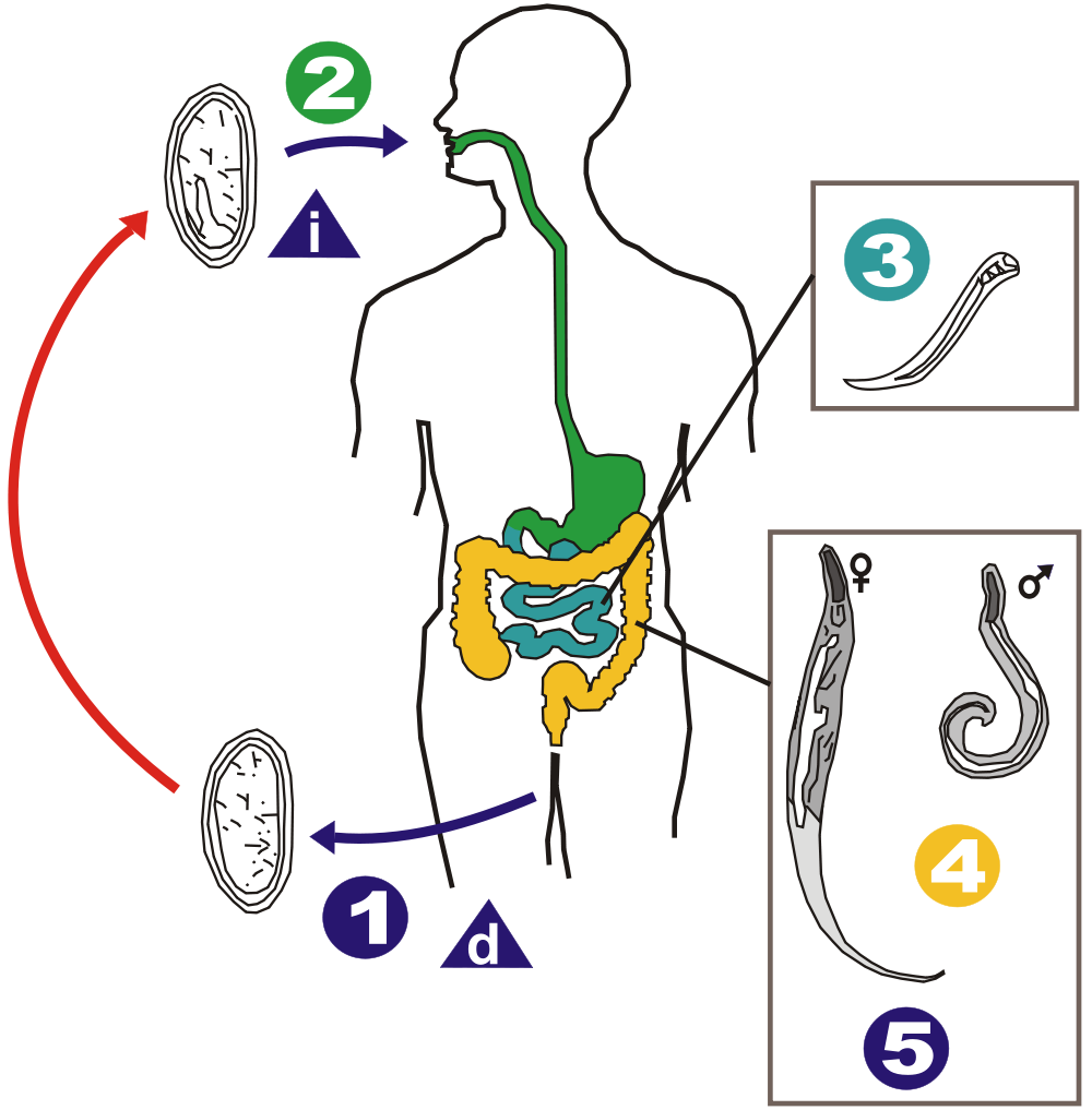 Centipede Life Cycle Diagram 37714 | NANOZINE