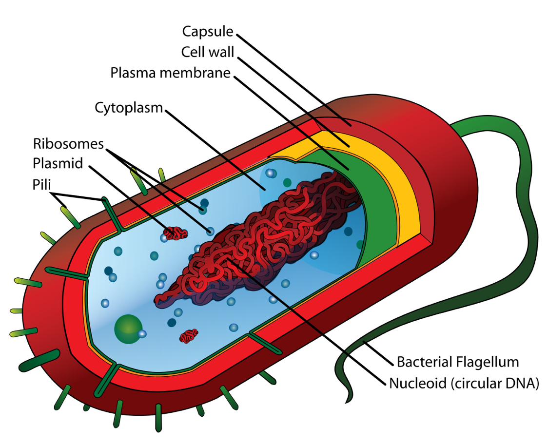 Virus And Bacteria by Will Lefforge