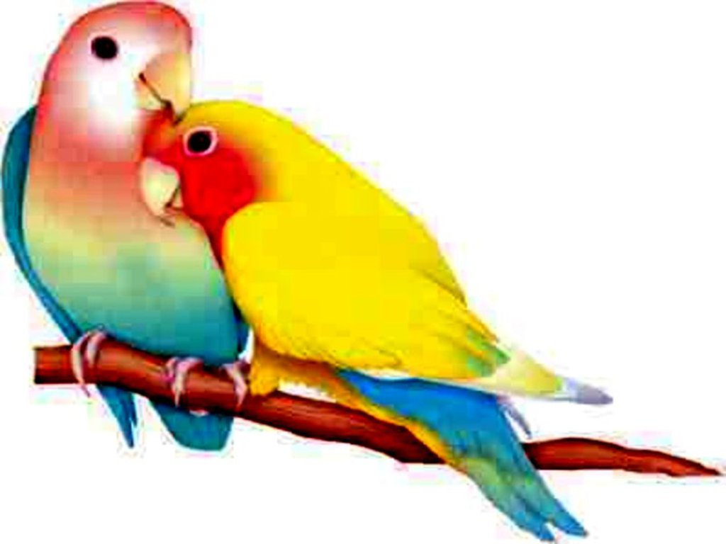 Love Birds Images Collection (43+)