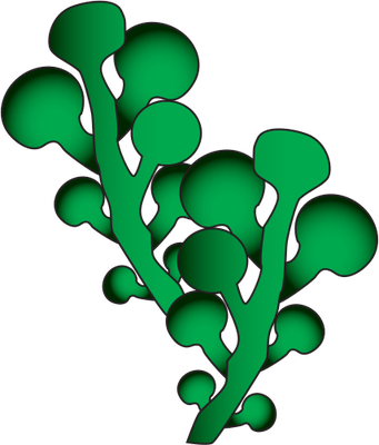 Seaweed Vector - ClipArt Best