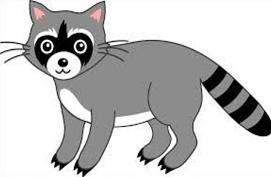 Clipart raccoon