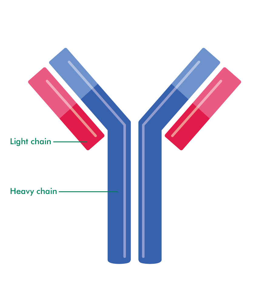 Antigen Antibody Interaction Diagrams - ClipArt Best