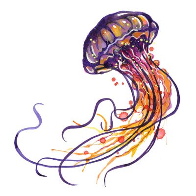 Jellyfish Drawing | Jellyfish ...