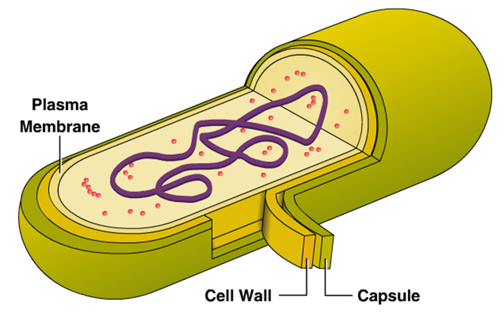 edexcel-igcse-biology-1-2-4-prokaryotic-organisms