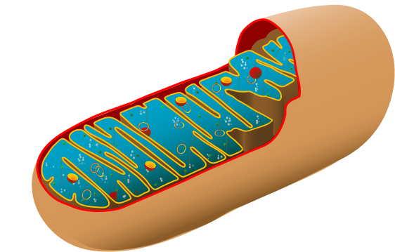 Animal mitochondrion diagram unlabelled.svg