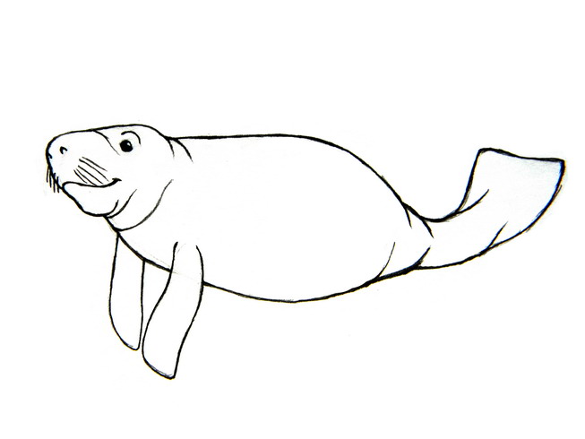 Best Manatee Clip Art #6176 - Clipartion.com