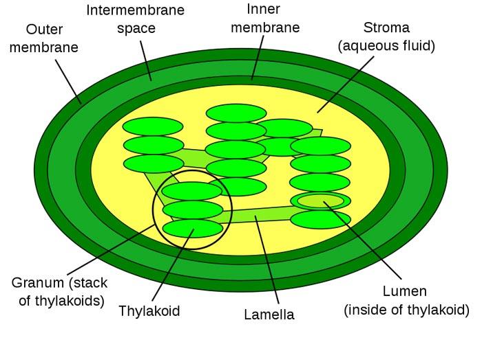 Chloroplasts Diagram & File Chloroplast Diagram Svg Wikimedia Commons