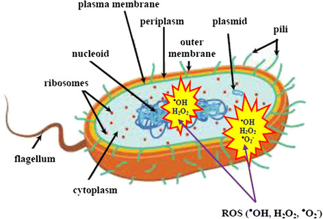 Bacteria cell structures most easily damaged by reactive ...