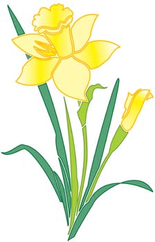 Narcis Flower 1, vector file - 365PSD.com