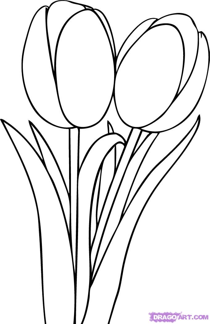Tulip Line Drawing ClipArt Best