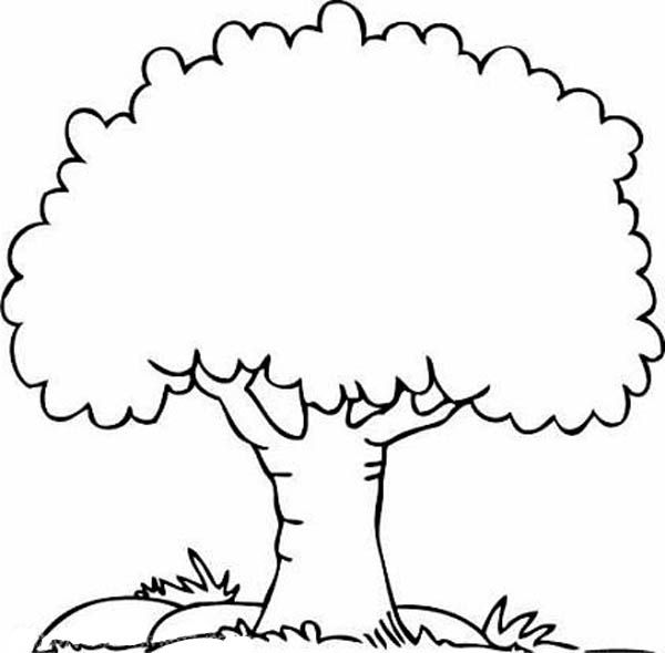 mango tree colouring pages