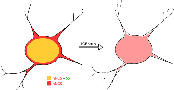 Neuron Picture Labeled - ClipArt Best