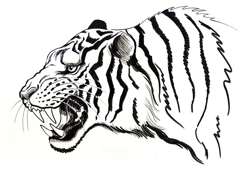 Roaring White Tiger Drawing Clip Art, Vector Images ...