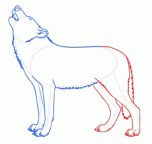 How to Draw Howling Wolves, Howling Wolf, Step by Step, forest ...