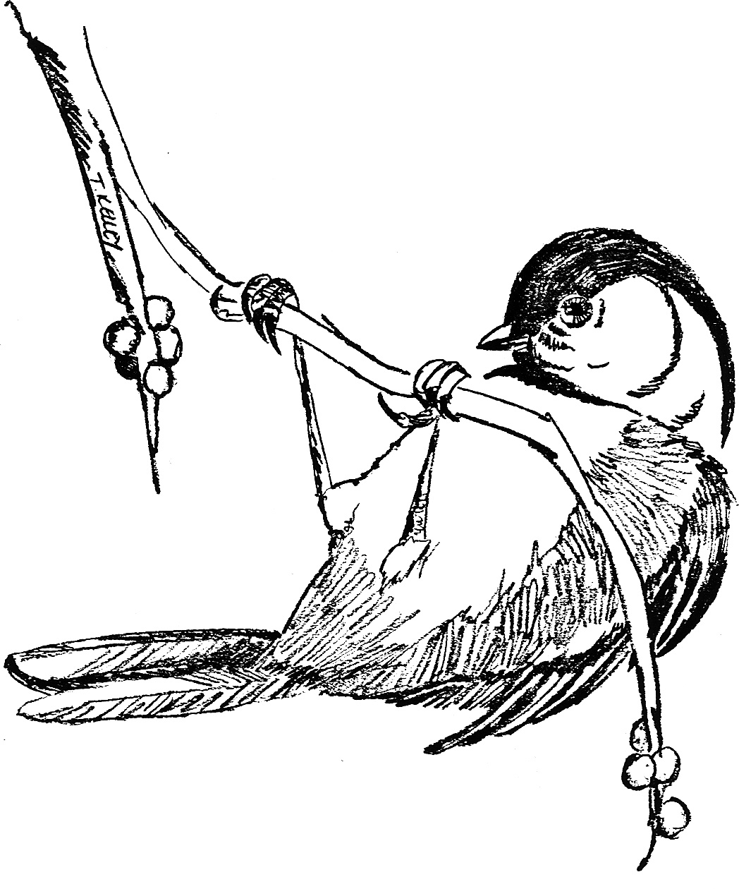 Adult. Top Chickadee Coloring Page Images. Dashah Beauty Coloring Page