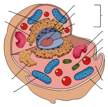 Animal Cell Diagram - ThingLink