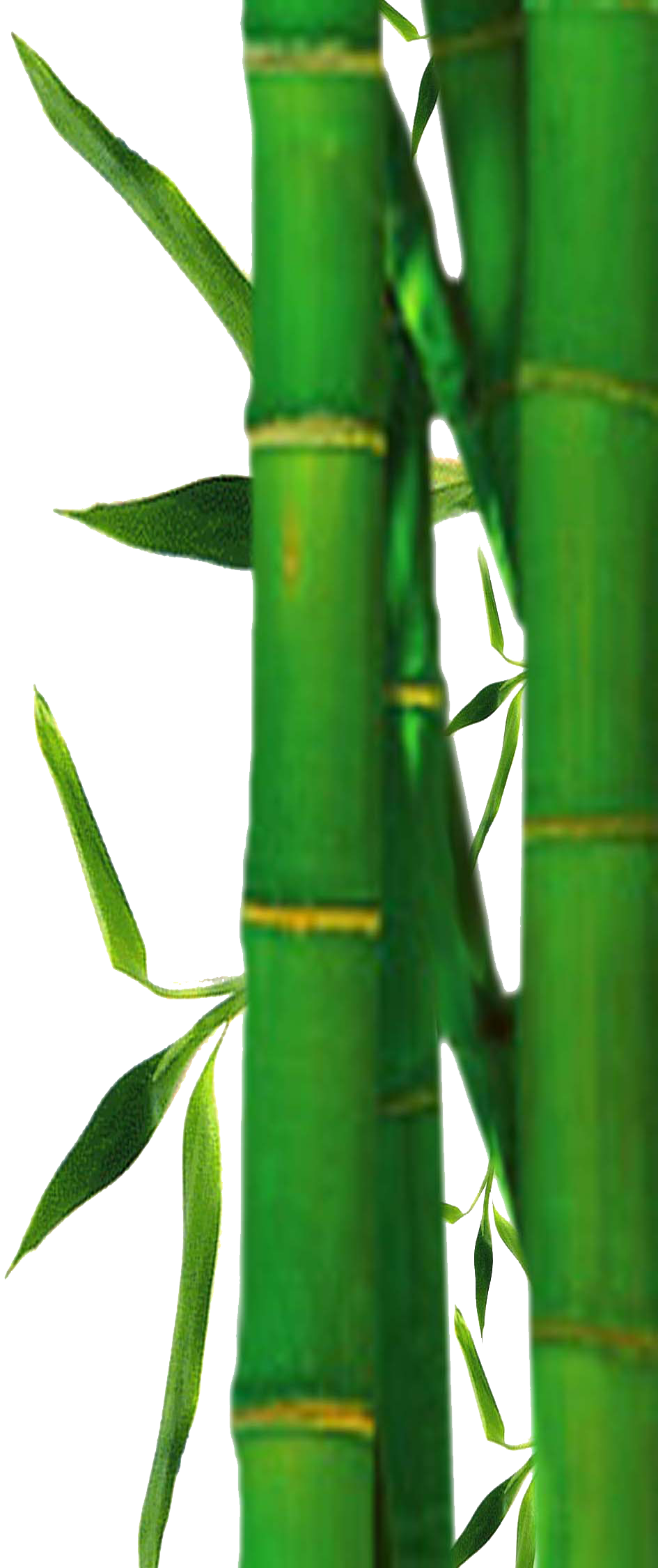 Bamboo Tree Png Bamboo Background Jpg