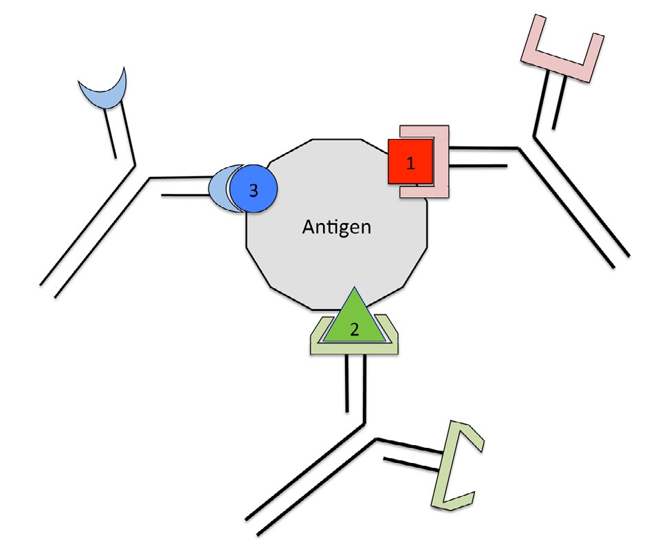 Western blots | Pathways over time