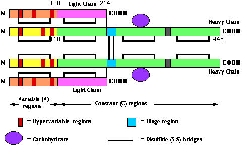 Antibodies and Antigens