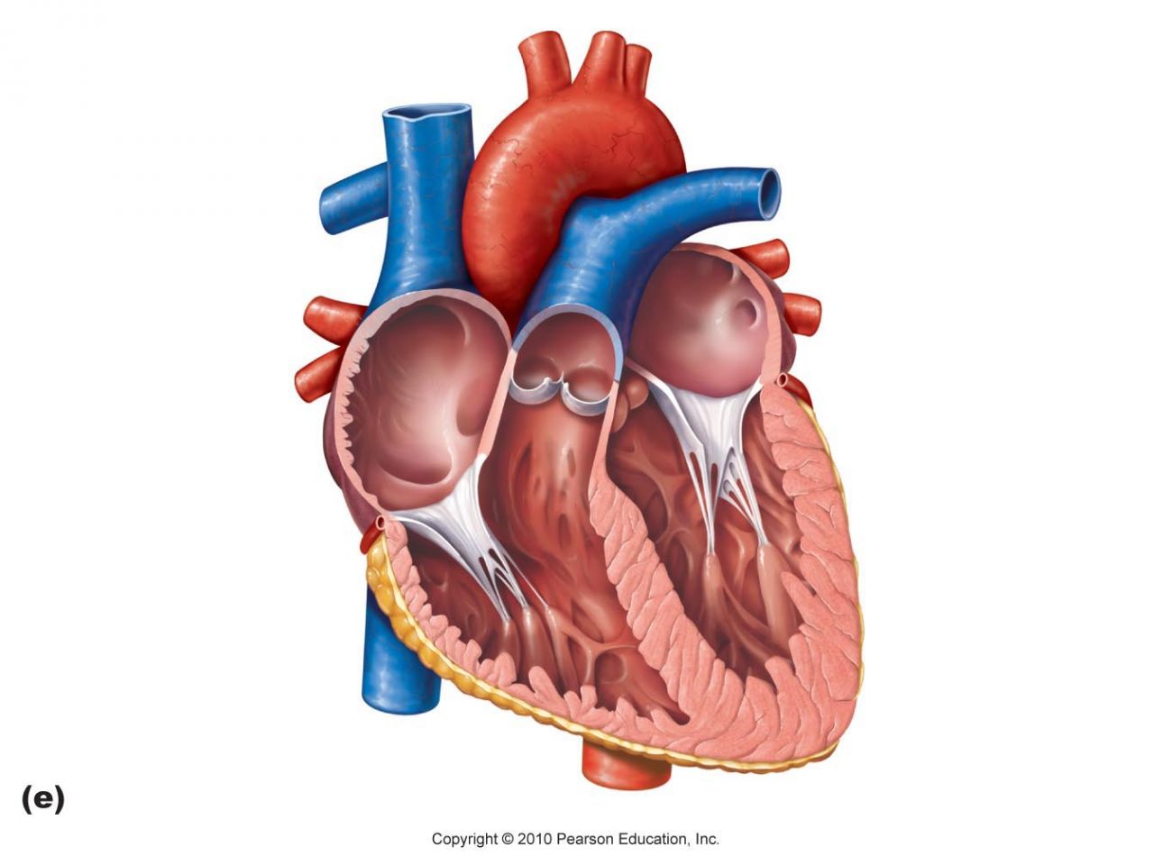 Anatomy Diagram Pics - Page 4 of 32 - Image Human Anatomy Diagram