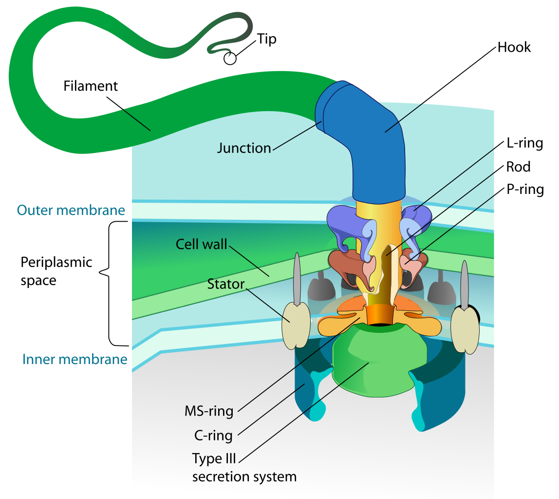 Diagram Of A Bacterial Cell - Juanribon.com