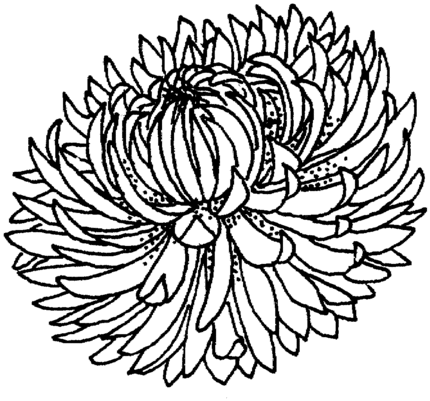 Chrysanthemums Clipart | Free Download Clip Art | Free Clip Art ...