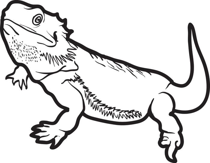 Glossy Skin Lizard Coloring Pages | Kids Aim