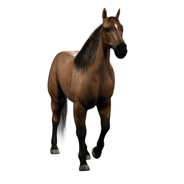 maya realistic horse animation