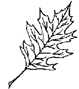 oak leaf drawing - get domain pictures - getdomainvids.com