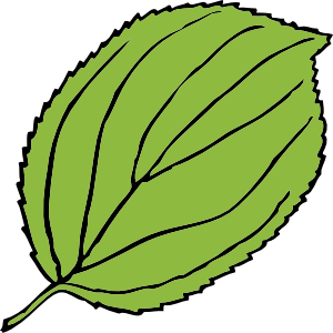 Leaf Cartoon - ClipArt Best