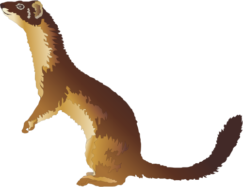 Mustela Frenata Long Tailed Weasel Mammals Vector Weasel ...