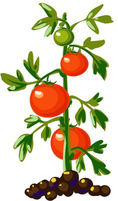 Clipart tomato plants