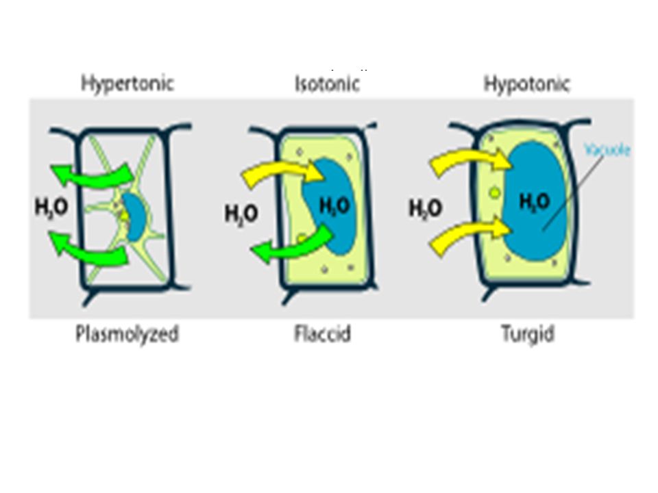 Chapter 13 Diffusion and Osmosis. Diffusion & Osmosis Draw a ...