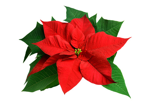 Poinsettia Pictures, Images and Stock Photos