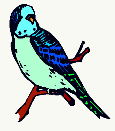 Parakeet, Budgie and Keet Clip Art and Web Graphics